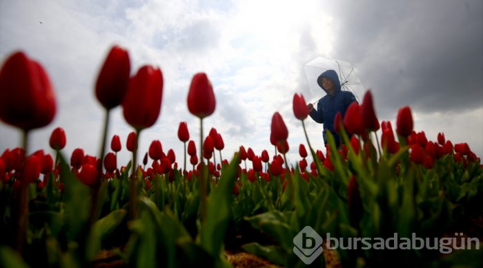 Lale tarlasına turist ilgisi
