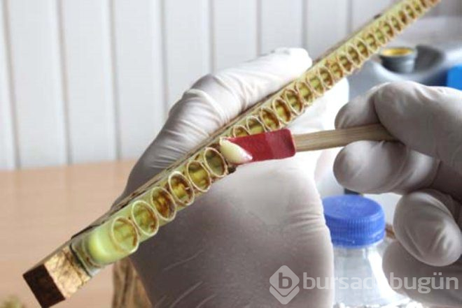 Bir damlası bile her derde deva! Kilosu 6 bin lira