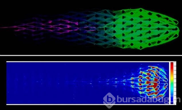  Skynet gerçek mi oluyor? Bilim insanları canlıya benzer robotlar üretti 