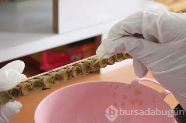  Gram gram sağılıyor! Kilosu 6 bin lira 
