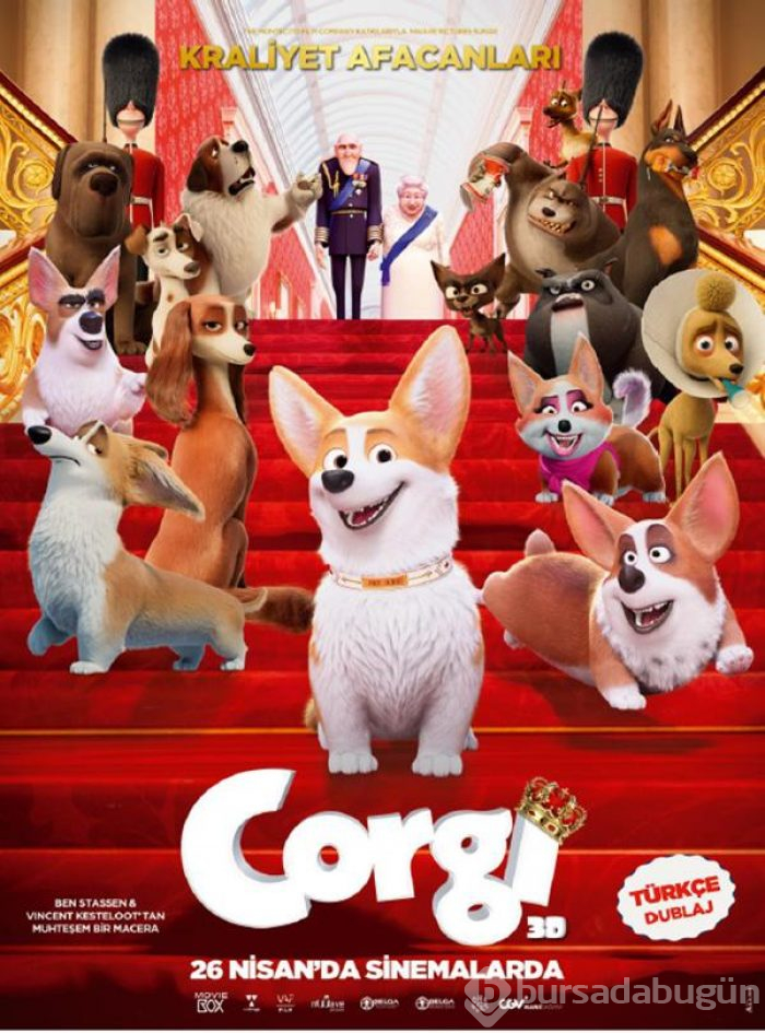 Corgi
