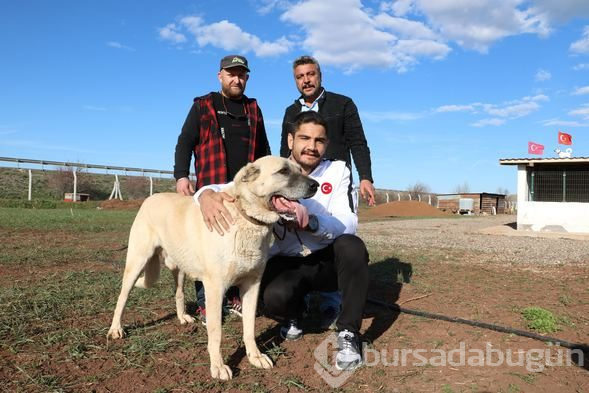  Taha Akgül: Minderin kangalıyım 