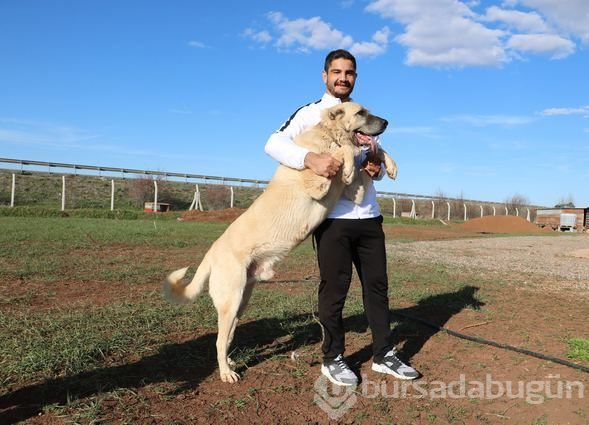  Taha Akgül: Minderin kangalıyım 