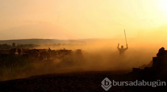 Çobanların sürüleriyle toz bulutlu yolculuğu
