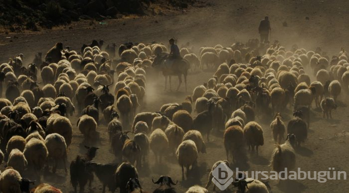 Çobanların sürüleriyle toz bulutlu yolculuğu
