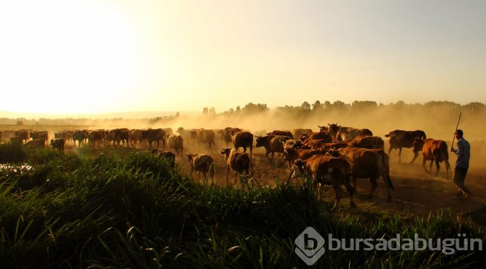 Çobanların sürüleriyle toz bulutlu yolculuğu
