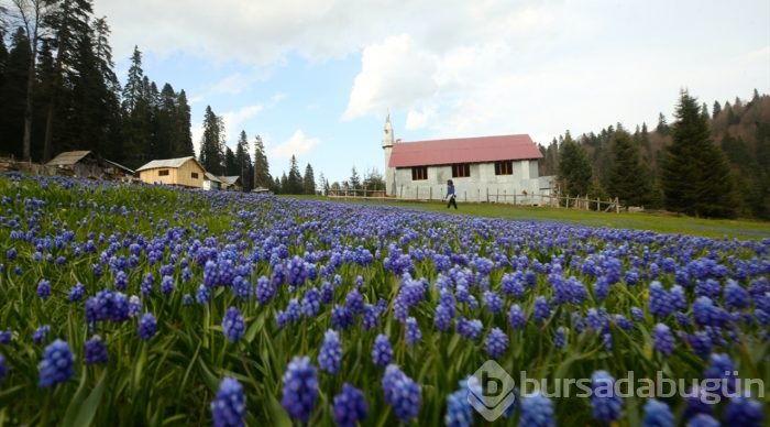 Batı Karadeniz yaylalarında iki mevsim güzelliği
