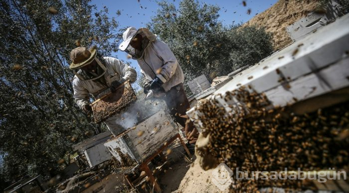  Gazze'de bal hasadı 