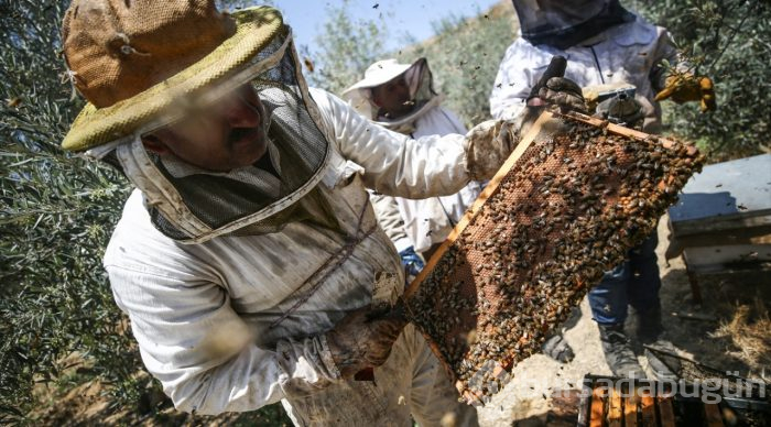  Gazze'de bal hasadı 