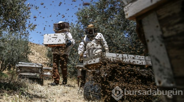  Gazze'de bal hasadı 