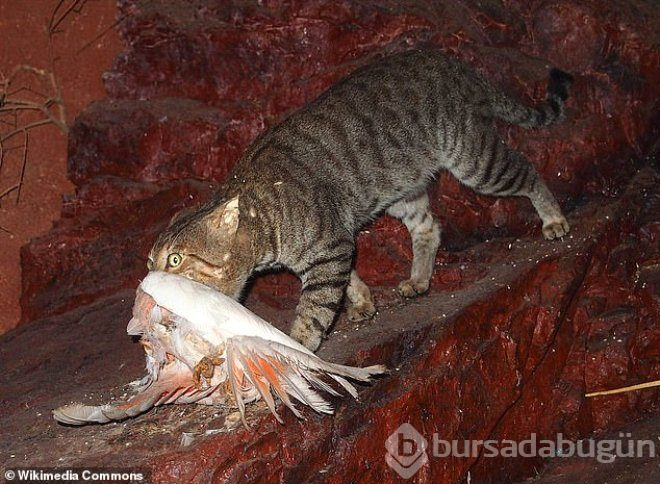 Havadan atılan zehirli sosislerle, 2 milyon kedi katledilecek!