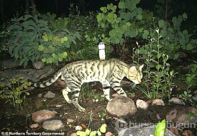 Havadan atılan zehirli sosislerle, 2 milyon kedi katledilecek!