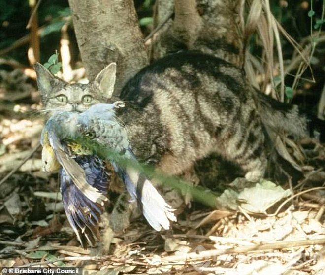 Havadan atılan zehirli sosislerle, 2 milyon kedi katledilecek!