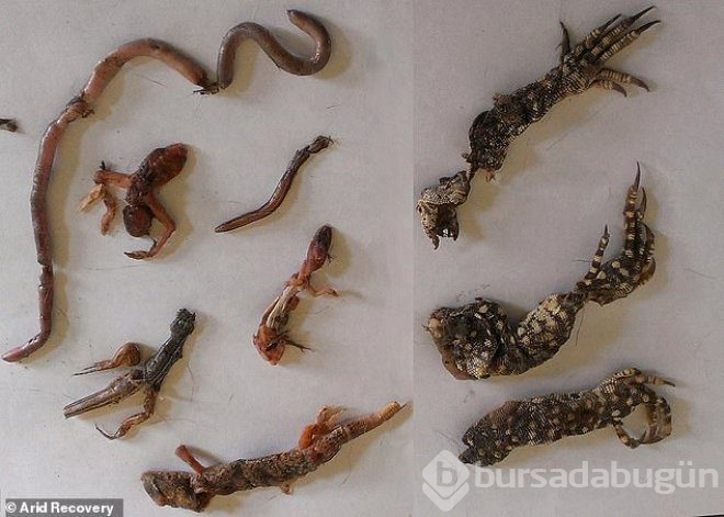 Havadan atılan zehirli sosislerle, 2 milyon kedi katledilecek!
