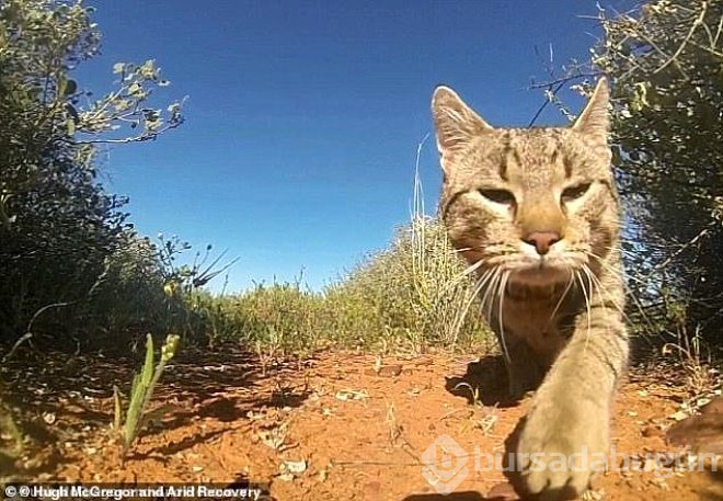 Havadan atılan zehirli sosislerle, 2 milyon kedi katledilecek!