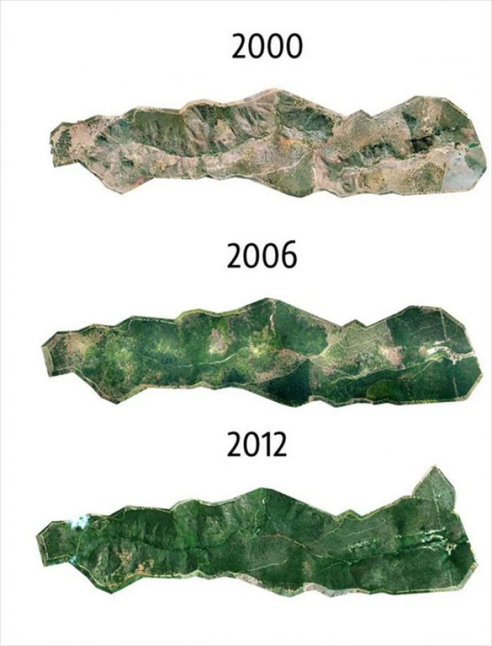 20 yılda çorak araziyi orman yaptılar!
