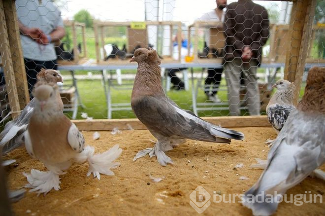 Güvercinler birinci olmak için yarıştı
