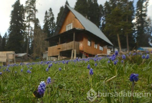  Batı Karadeniz yaylalarında iki mevsim güzelliği 