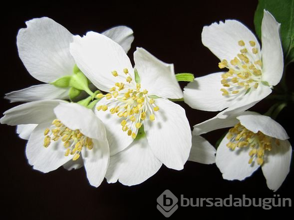 Hangi kokular iş yerinde verimliliği artırır? 
