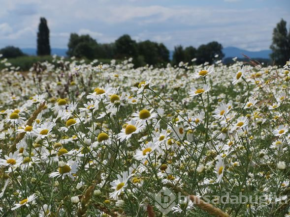  Hangi kokular iş yerinde verimliliği artırır? 