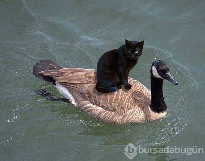Günün en çok paylaşılan fotoğrafları (02.05.2019)