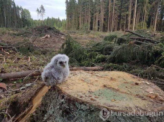 Günün en çok paylaşılan fotoğrafları (02.05.2019)