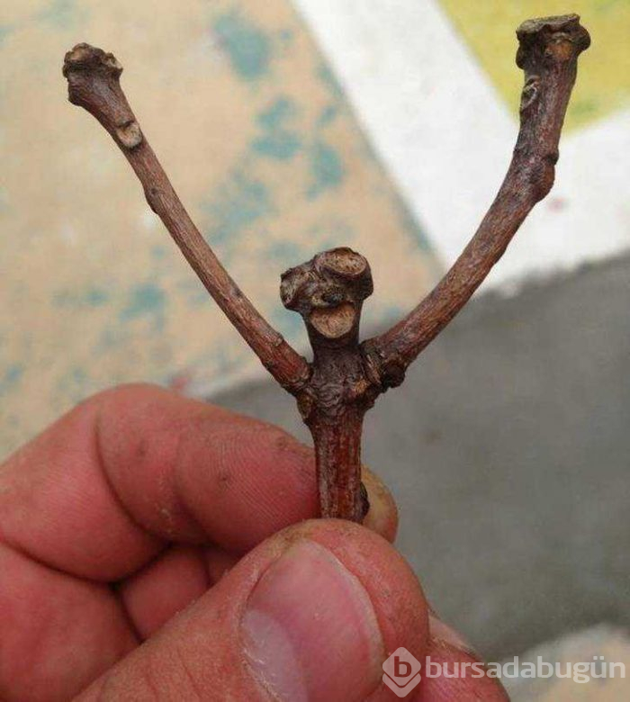 Görenlerin kafasını karıştıran fotoğraflar...
