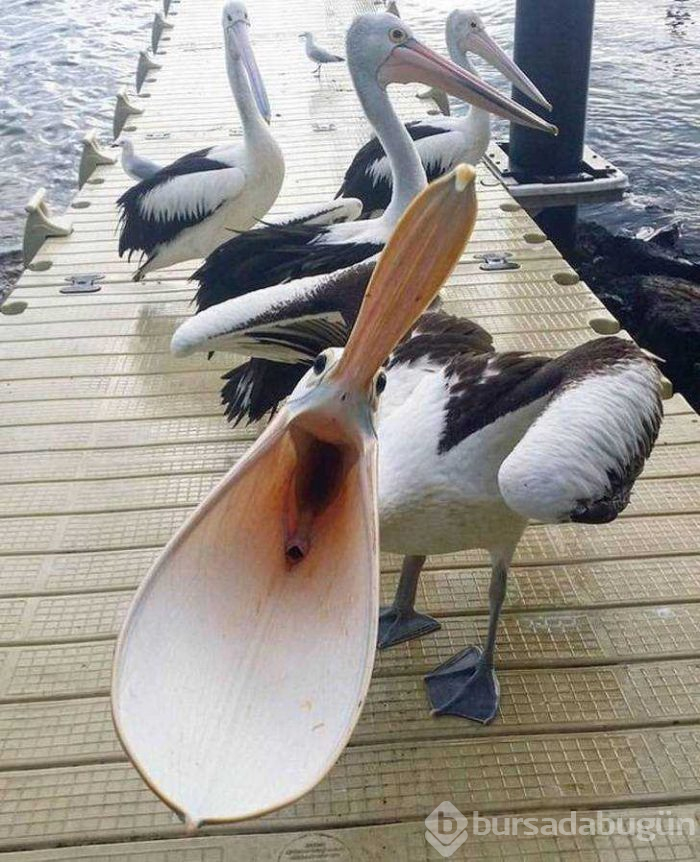 Görenlerin kafasını karıştıran fotoğraflar...
