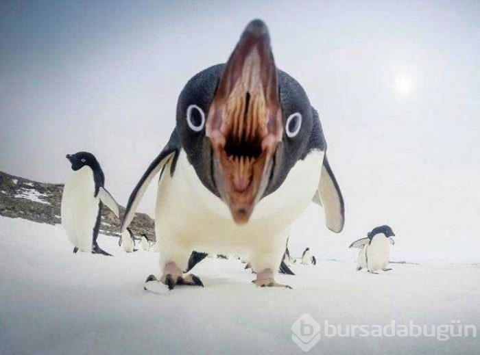 Görenlerin kafasını karıştıran fotoğraflar...
