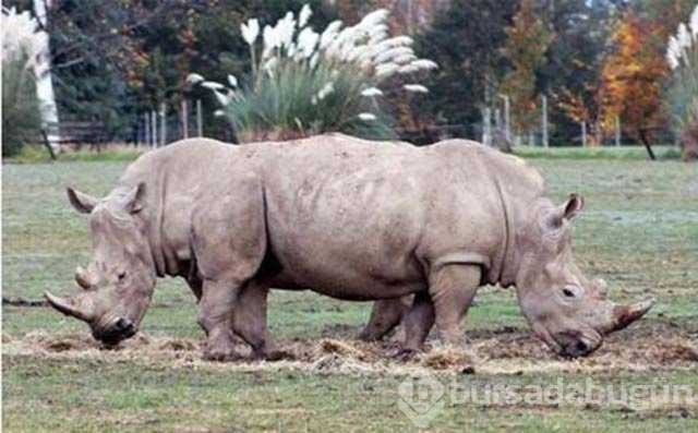Gerçek olduğuna inanamayacağınız fotoğraflar

