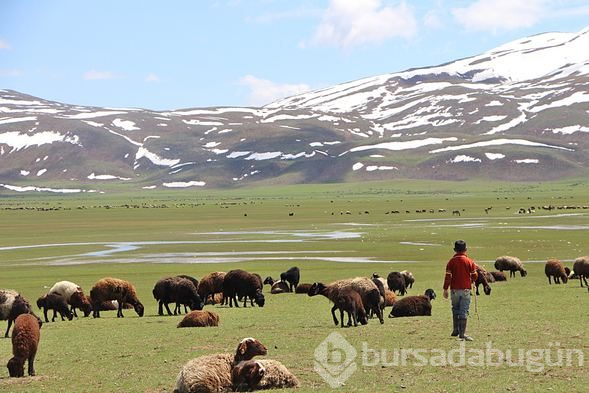 Karlıova'da hayvanlarla yaylaya göç etme geleneği sürüyor
