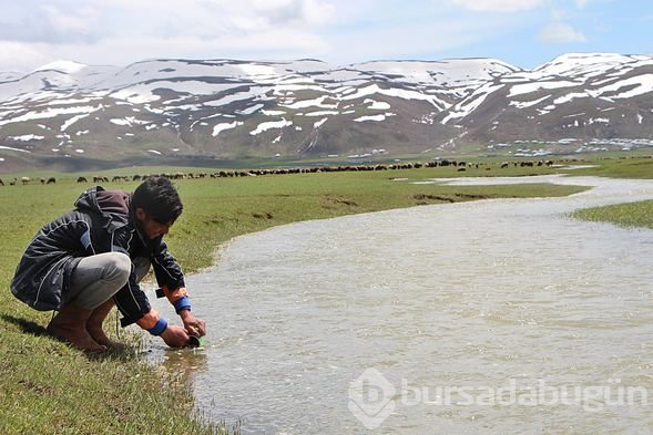 Karlıova'da hayvanlarla yaylaya göç etme geleneği sürüyor
