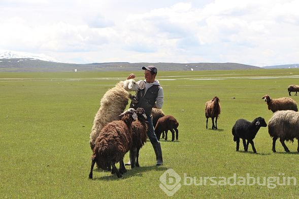 Karlıova'da hayvanlarla yaylaya göç etme geleneği sürüyor
