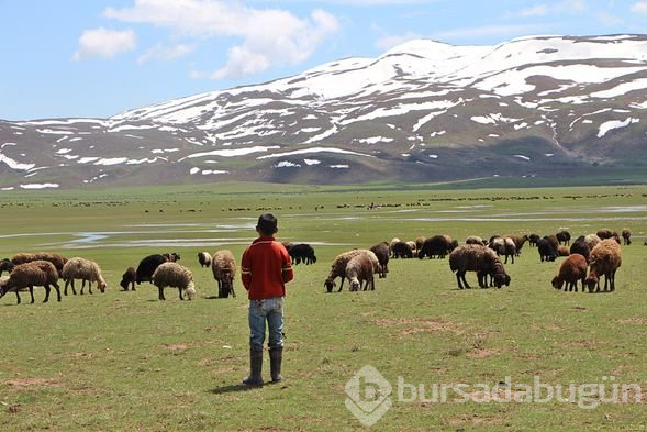 Karlıova'da hayvanlarla yaylaya göç etme geleneği sürüyor
