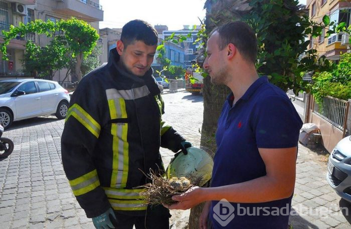 Yuvadan düşen yavru güvercinlerin yardımına itfaiye koştu