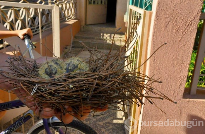 Yuvadan düşen yavru güvercinlerin yardımına itfaiye koştu
