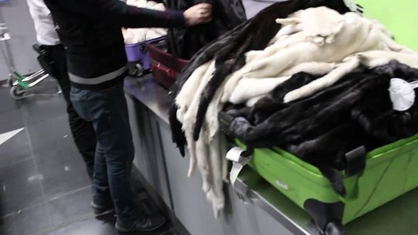  400 adet gelincik derisi ve 25 bin adet sülük ele geçirildi 