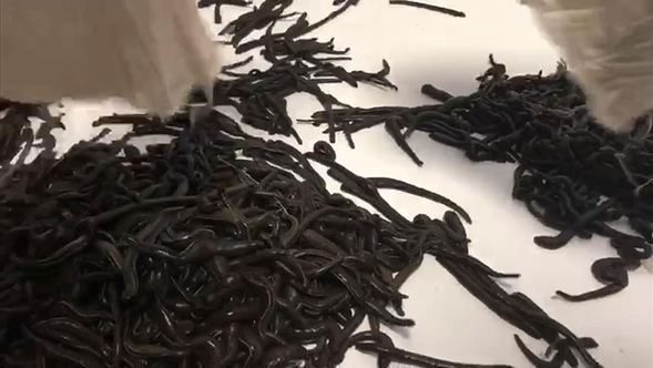  400 adet gelincik derisi ve 25 bin adet sülük ele geçirildi 