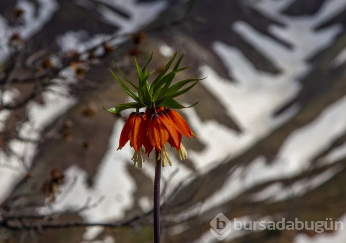"Ağlayan gelin" fotoğraf tutkunlarının gözdesi
