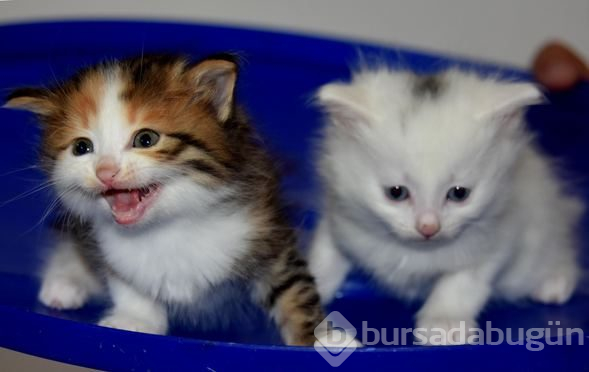 Kahverengi Van kedisi yavrusu şaşırtıyor
