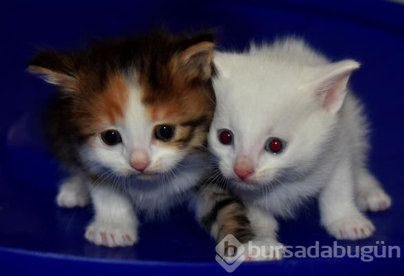 Kahverengi Van kedisi yavrusu şaşırtıyor
