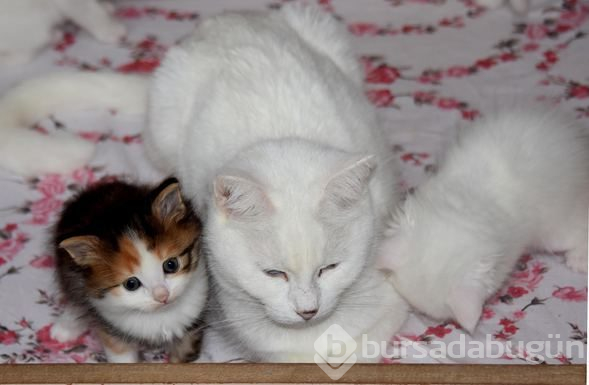 Kahverengi Van kedisi yavrusu şaşırtıyor
