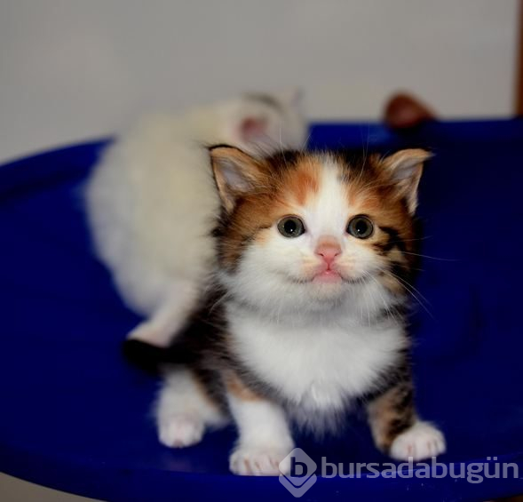 Kahverengi Van kedisi yavrusu şaşırtıyor
