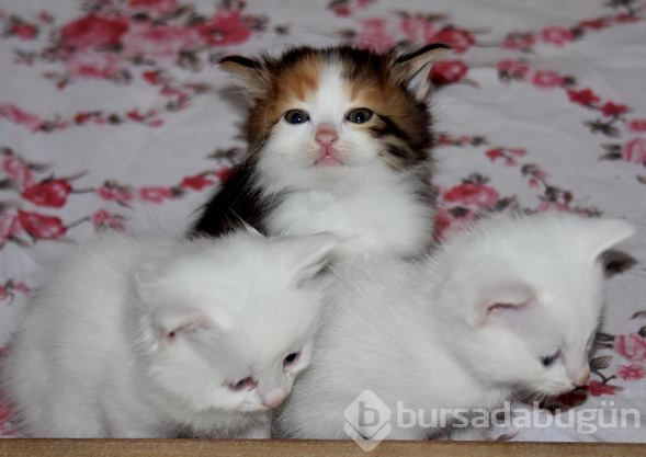 Kahverengi Van kedisi yavrusu şaşırtıyor
