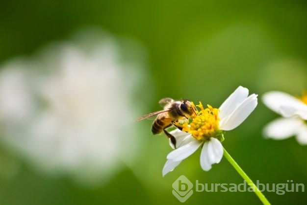 Hastalıkların şifasını arı iğnesinde buluyorlar
