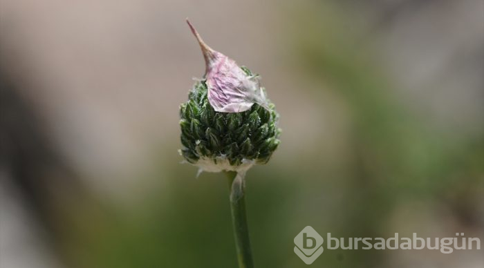 Bilim dünyasına 44. türünü kazandırdı
