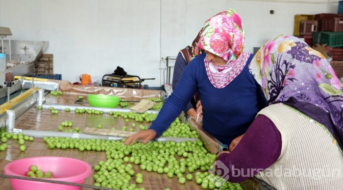 Göksu Vadisi'nin eriği Türkiye'ye dağıtılıyor
