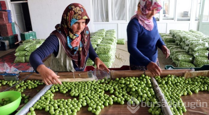 Göksu Vadisi'nin eriği Türkiye'ye dağıtılıyor
