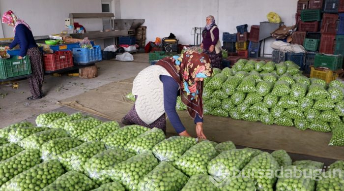 Göksu Vadisi'nin eriği Türkiye'ye dağıtılıyor
