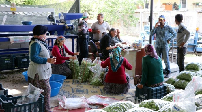 Göksu Vadisi'nin eriği Türkiye'ye dağıtılıyor
